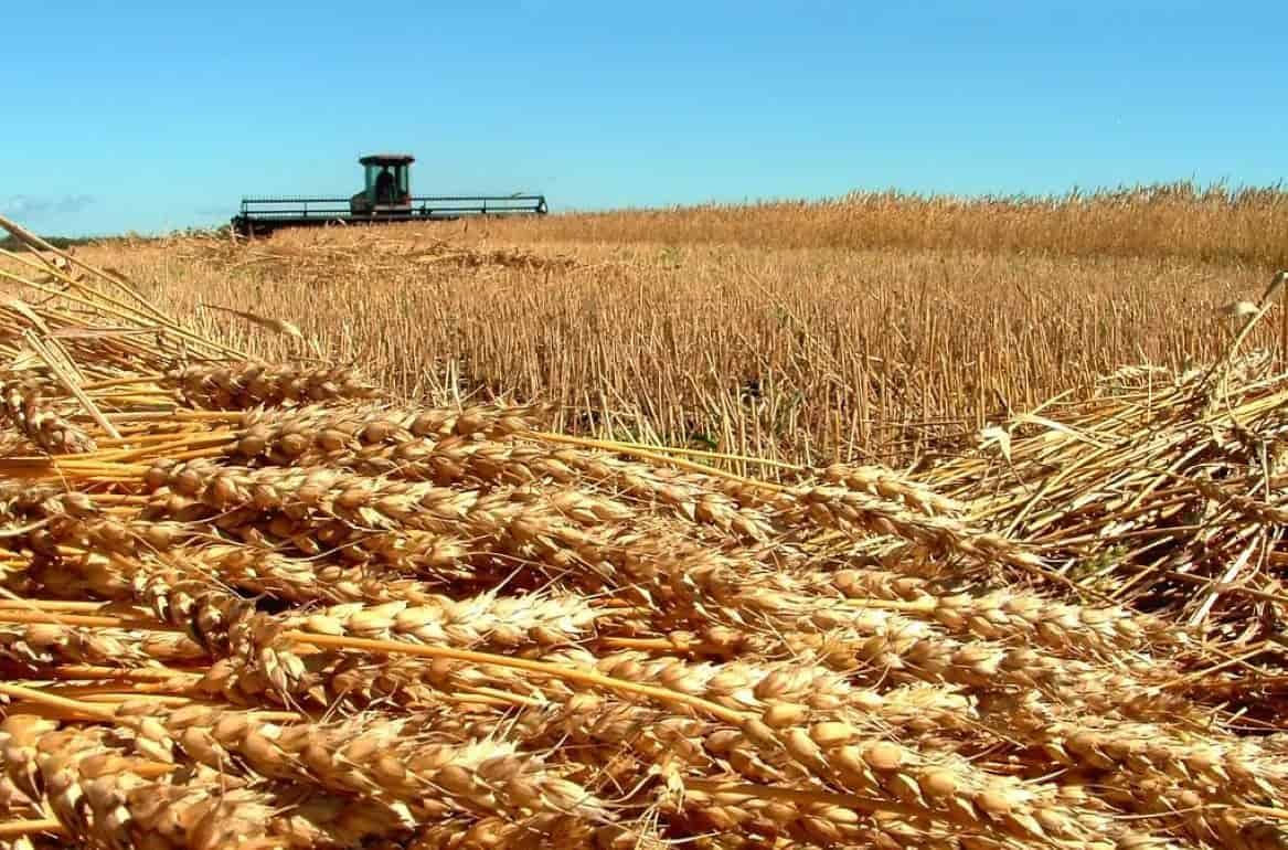 ФАО: Мировые цены на зерновые выросли на 1,8%.