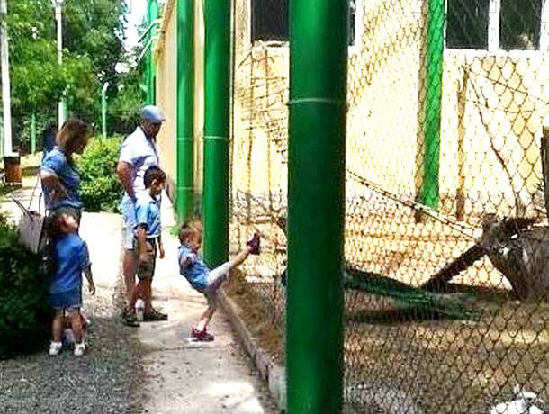 Семейная пара в румынском зоопарке с восторгом наблюдала, как их дети бьют ногами птиц за сеткой.