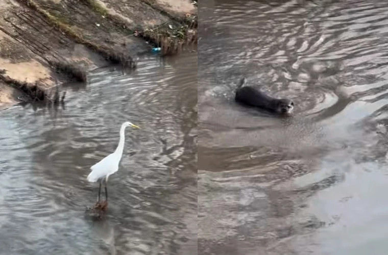 O vidră și un stârc, observate pe malul râului Bâc din Chișinău.