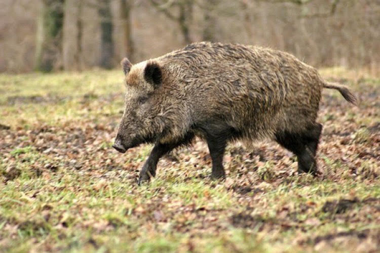 В Кагуле и Кантемире вводят ограничения из-за африканской чумы свиней.
