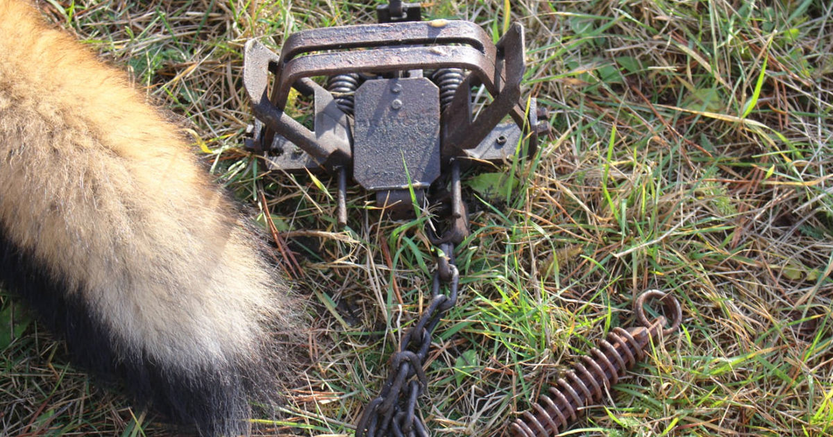 Utilizarea capcanelor cu pedală pentru capturarea animalelor sălbatice va fi interzisă în Moldova.
