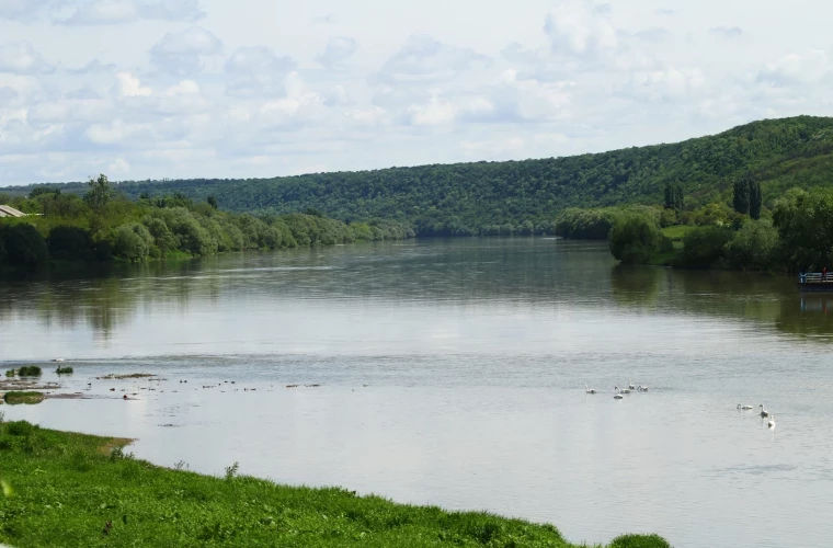 Nistrul se sufocă: Peste 80% din suprafața fluviului e acoperită de vegetație.