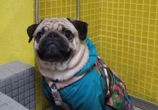 В киевских подъездах появляются душевые для собак.
