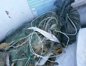 У молдаванина правоохранители нашли запрещенные орудия лова, а также 15 штук осетров, двух скатов и 190 крабов. 