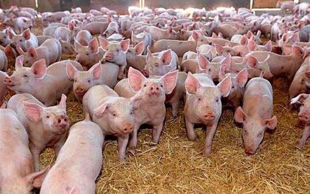 Rușii interzic importul de porci de România. Foto: bugetul.ro