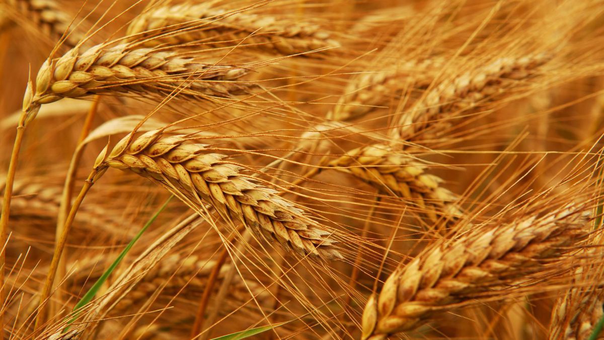 Recolta de grâu mai mică cu 15% față de anul trecut. Foto: agromonitor.ro
