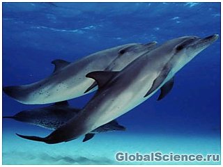 Бутылконосые дельфины из Австралии, которые используют морские губки во время охоты, любят "заводить романы" и общаться со своими собратьями.