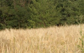Producţia de lapte în gospodăriile de toate categoriile s-a diminuat cu 0,4%