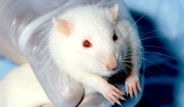 Mini-rucsacurile conţin, de asemenea, un dispozitiv electronic "de răsplată", care să motiveze animalele.
