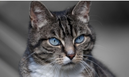 Pisicile sunt purtatoarele unui parazit pe nume Toxoplasma gondii, care se elibereaza din corp via procesului de excretie.