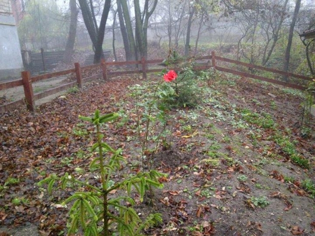 Dacă zilele trecute în nordul țării a căzut prima zăpadă, în centrul țării au înflorit trandafirii!