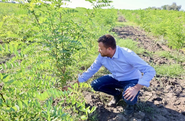 170 de hectare de păduri noi: Ministrul Mediului a prezentat bilanțul împăduririlor din sudul țării.