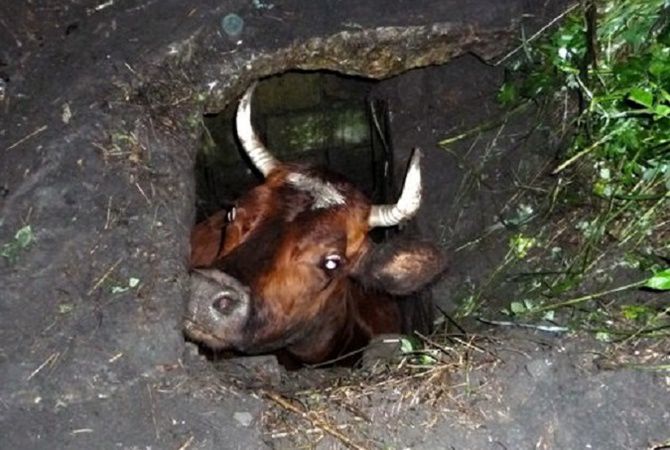 Хозяин животного заявил, что не знает, каким образом корова оказалась в канализации.