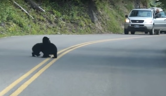 În timp ce mașinile circulau în mod normal pe carosabil, în mijlocul străzii s-au gândit doi ursuleți să-și facă locul de joacă.