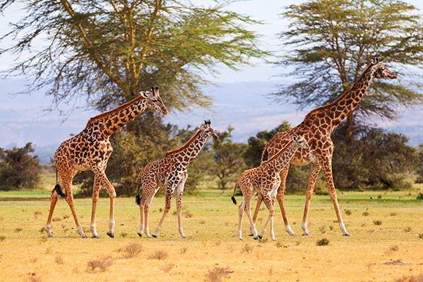 66 de girafe ar fi zburat cu un avion charter Air Moldova. Reacţie. Foto simbol: lululataupe.com