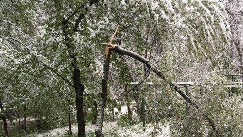 Crengile, rămase după ninsorile din aprilie, i-au scăpat de o povară.
