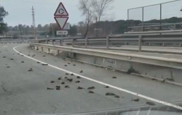 В Испании на шоссе обнаружили сотни мертвых птиц.