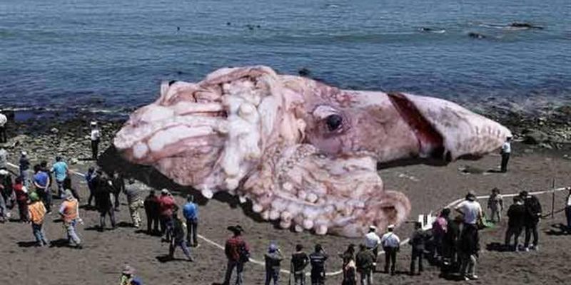 Ученые впервые расшифровали геном загадочного гигантского кальмара.
