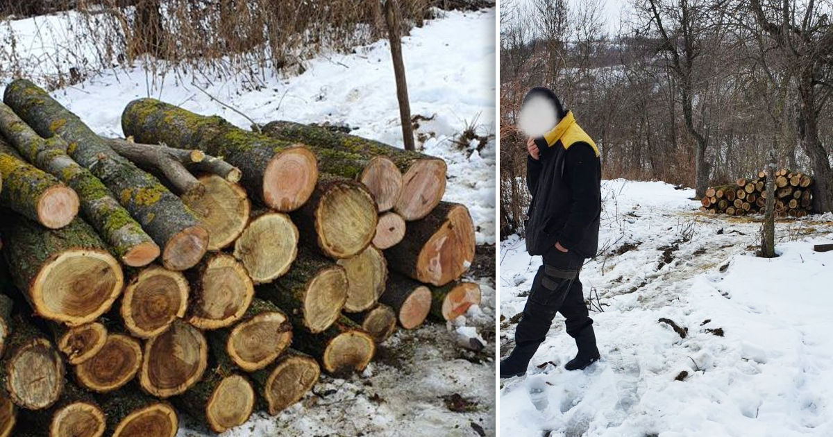 В Каларашском районе задержан мужчина, незаконно срубивший четыре ясеня и акации. Коллаж: Point.md