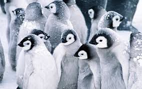Zeci de mii de pui de pinguini au murit de foame.