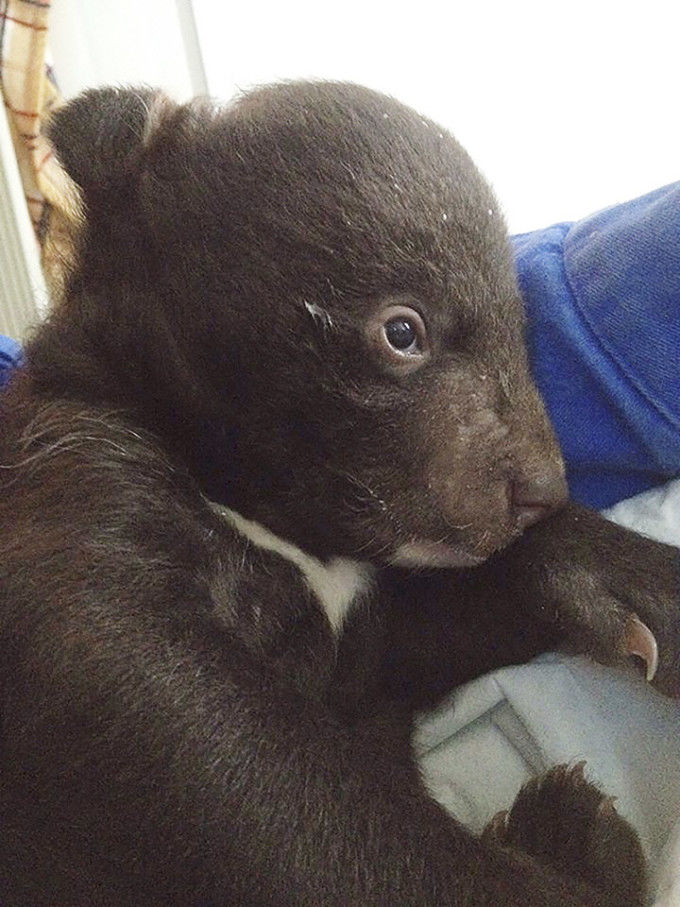 Un pui de urs care a fost abandonat într-o pungă de plastic, salvat de îngrijitori.