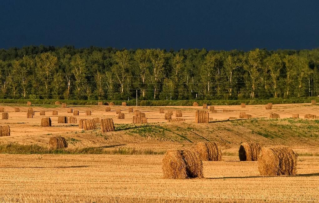 Экосистемы отреагировали на глобальные изменения только на десятый год.
