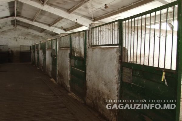 В конюшнях и административном здании предприятия капремонт не делался больше 20 лет.