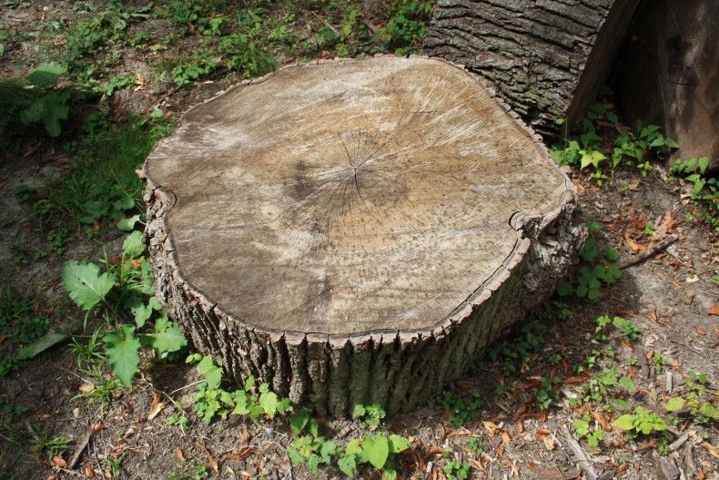 Ghinion pentru un bărbat aşezat pe o buturugă din sectorul Buiucani. Foto simbol: stejarmasiv.ro