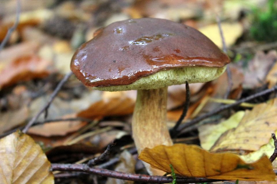 S-a început sezonul ciupercilor de pădure