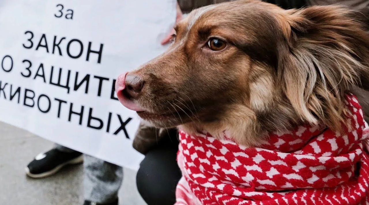 Moldova adoptă Legea privind protecția animalelor de companie.