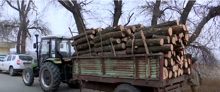 С начала года браконьеры вырубили более четырех тысяч деревьев.