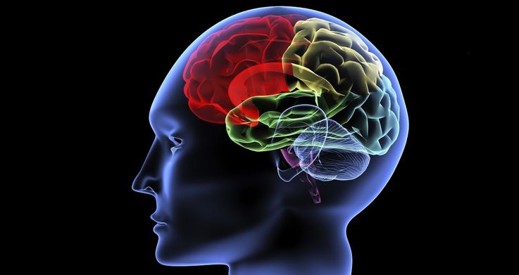 Ученые показали движение мыслей в мозге человека