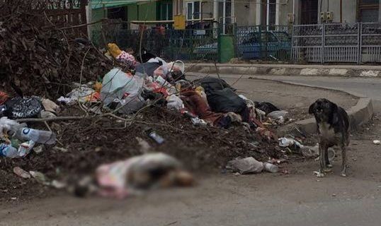 Власти выступили с реакцией на жестокое убийство щенков в бельцком парке.