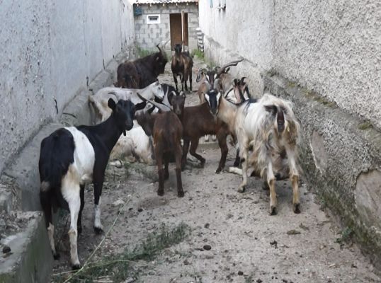 O turmă de capre a fost arestată la Căușeni.