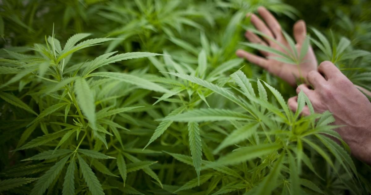 В минздраве Румынии создана комиссия, которая рассматривает возможность легализации каннабиса.
