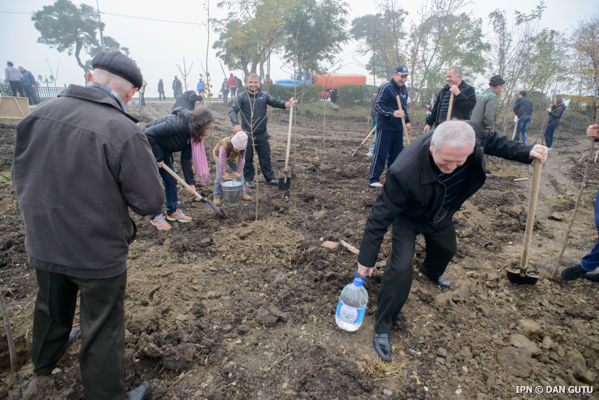 Primăria amână acțiunea de plantare a arborilor în Capitală