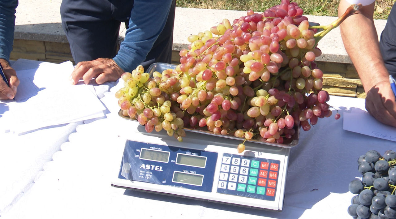 Un fermier din Cahul a crescut un ciorchine uriaș de strugure de aproape cinci kilograme.