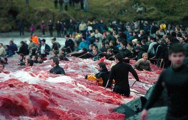 Sute de balene au fost omorâte, în ultimele zile, într-un ritual cunoscut printre localnici sub numele de "Mărunţirea".