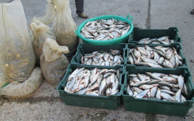 У гражданки Молдовы было более 20 кг рыбы разных сортов, на которую она не смогла предоставить документы.