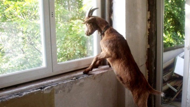 Житель Бельц обустроил скотный двор в густо заселенном городском микрорайоне. 