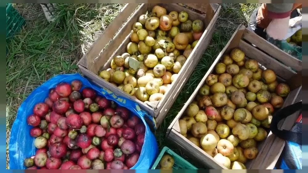 В Швейцарии волонтеры помогают собирать яблоки владельцам садов.