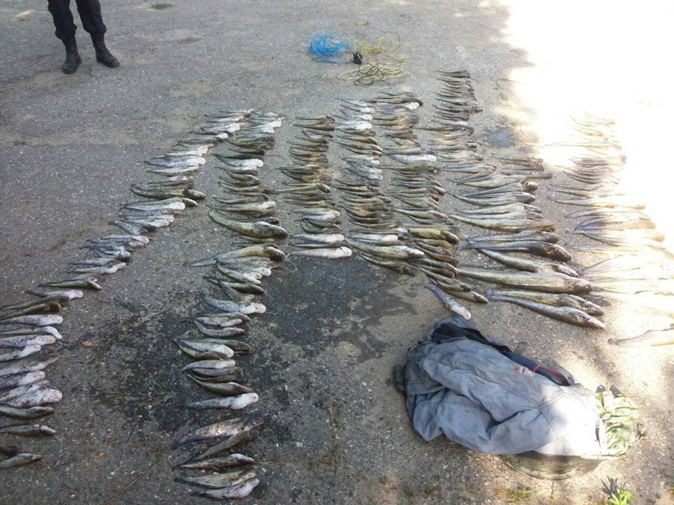На месте обнаружения браконьеров было найдено более 300 сомов. Фото: border.gov.md.