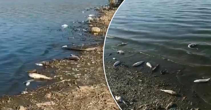 Мэр Комрата о массовой гибели рыбы в озере: Низкий уровень воды и жара. Фото: Point.md