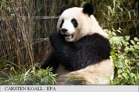 Obiceiul prost de a merge cu spatele al unui panda de la Zoo Berlin ar putea fi vindecat printr-o idilă. Foto: EPA