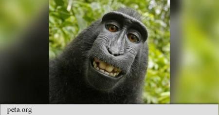 Macacul care și-a făcut un selfie în jungla indoneziană, numit "personalitatea anului" de PETA. Foto: peta.org