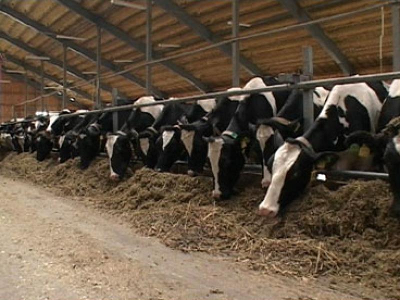 В рамках проекта в Аграрном университете Молдовы создается ферма на 30 голов племенных коров. Фото: miragro.com