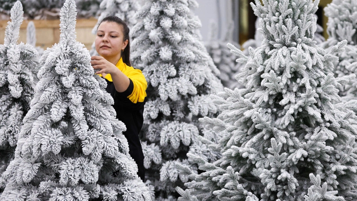 Bradul artificial, mai popular decât cel natural în Moldova: Prețurile ajung la 11.000 de lei.