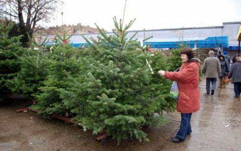 Preţul pomilor de Crăciun nu a crescut faţă de anii precedenţi. Foto: trm.md