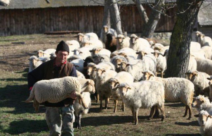 O grupare specializată în furturi de animale, care activa în raionul Cimișlia, a fost destructurată de oamenii legii. Foto: evz.ro