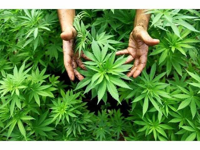 Un bărbat în vârstă de 37 de ani, din orășelul Sângera, cultiva plante de cânepă în propria gospodărie. Foto: 9am.ro